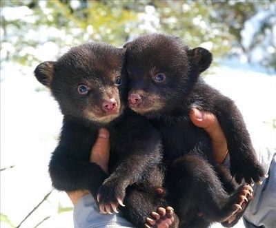 baby-bears.jpg