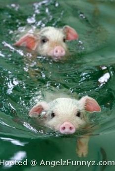Swimming Pigs.jpg