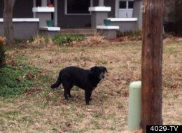 Name:  s-LUCKY-BLACK-DOG-large.jpg
Views: 249
Size:  14.4 KB