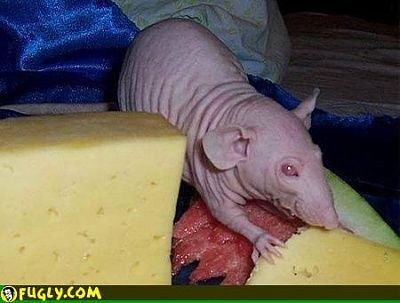 bald_scary_rat.jpg