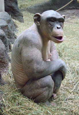 Cinder 2_St Louis Zoo.jpg