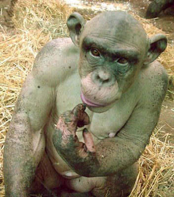 Cinder 3_St Louis Zoo.jpg