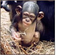 Cinder as a Baby.JPG