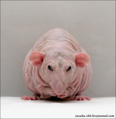 hairlessrat_Ida.jpg