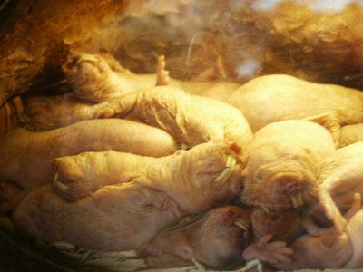 naked_mole_rats-Ipuzzled.jpg