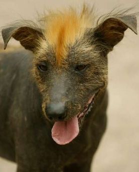 peruvianhairless_yahoo1com.jpg