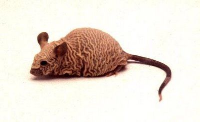 rhinomouse.JPG