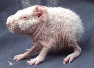 skinny pig1_ChrissieDollar.JPG