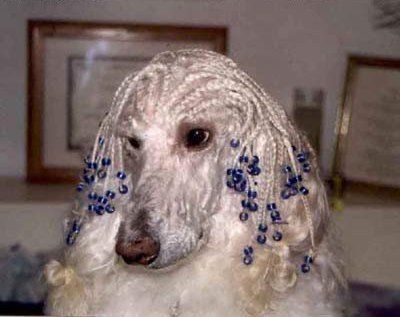 cornrowdog.jpg