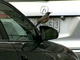 may0109-robin.jpg