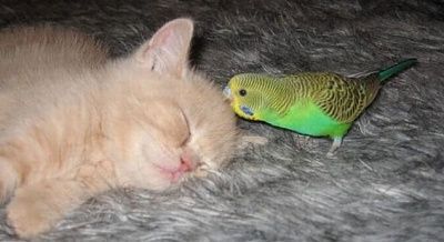 kitten1.jpg