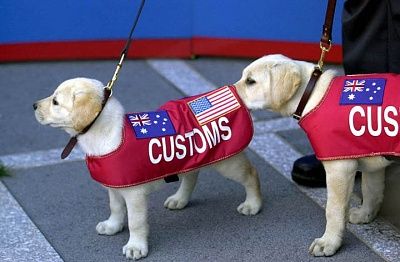 customs-dog.jpg