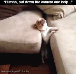 83709268.gif