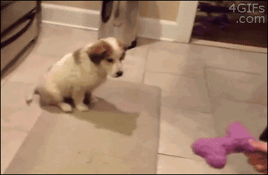 83709267.gif