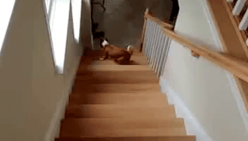83709272.gif