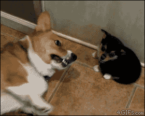 83709274.gif