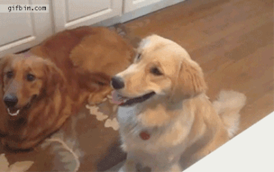 83709277.gif