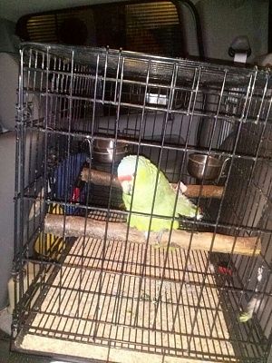 perico_en_alcoholimetro.jpg