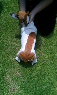 doggy.jpg