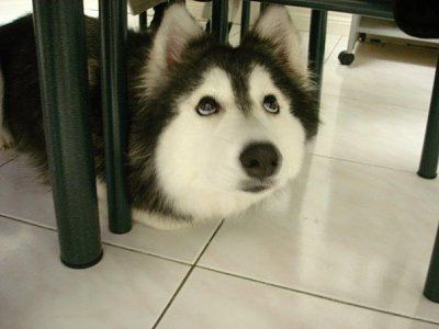 tally-husky-dog-raised-cats-1.jpg