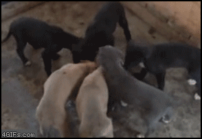 wfxpo.gif