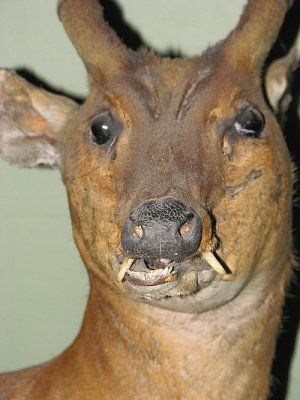 crappy_taxidermy.jpg