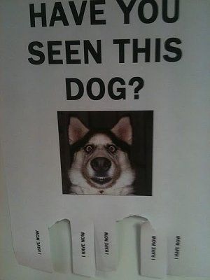 dnhaveyouseenthisdog.jpg