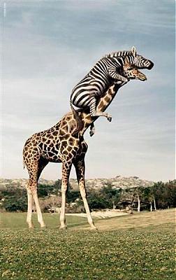 funny-ride.jpg