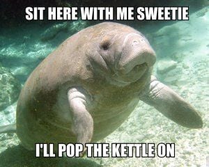 manatee31.jpg