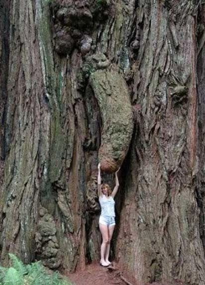 penis tree.jpg
