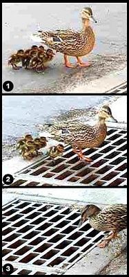 duck_draining.jpg