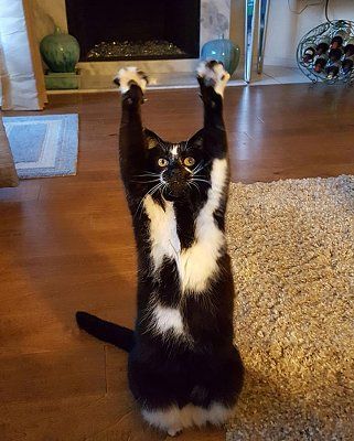 cat-throws-paws-air-1.jpg