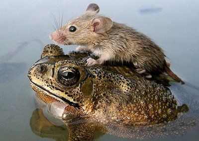 frogrescuesmouse.jpg