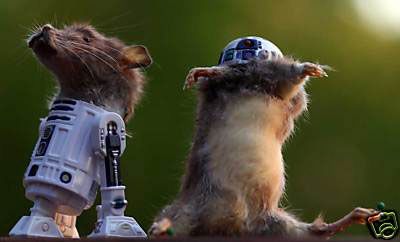 r2d2-taxidermy.jpg