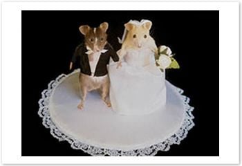 mouse_07.jpg