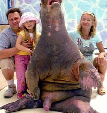 walrus1.jpg