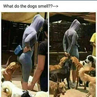 ass-20sniffers.jpg