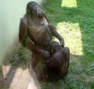 monkeybusiness.jpg