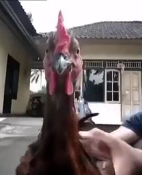 chickenhead.jpg