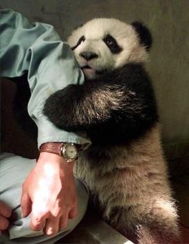 baby_panda_holds_handarm.jpg