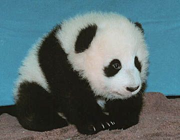 PandaBaby9911.jpg