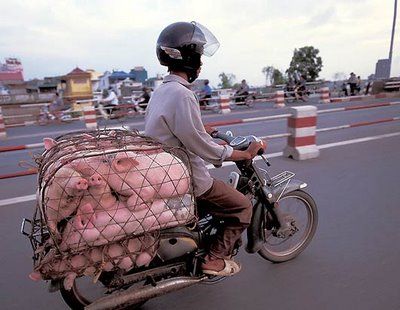 overloaded pigs.jpg