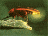 firefly's Avatar