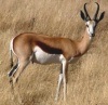 Springbok's Avatar