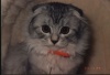 BelleBelle's Avatar