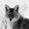 Coyote Junkie's Avatar