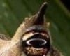 Transapien's Avatar