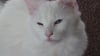 nestor.ut's Avatar