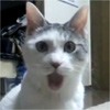 magikat's Avatar
