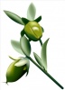 jojoba01's Avatar